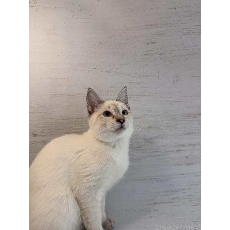 商談中の長野県のトイボブ-121696の10枚目