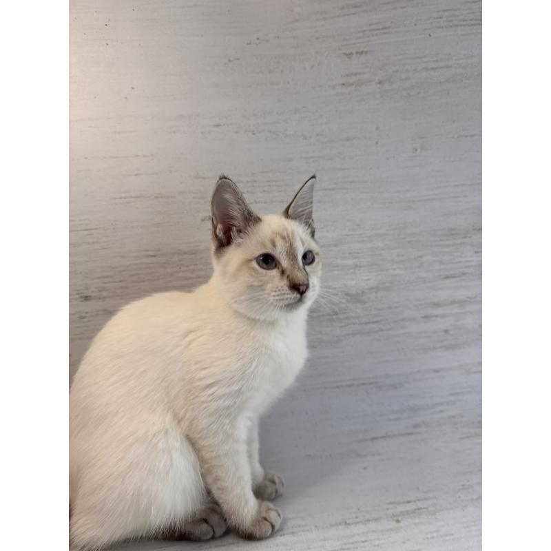 商談中の長野県のトイボブ-121696の9枚目