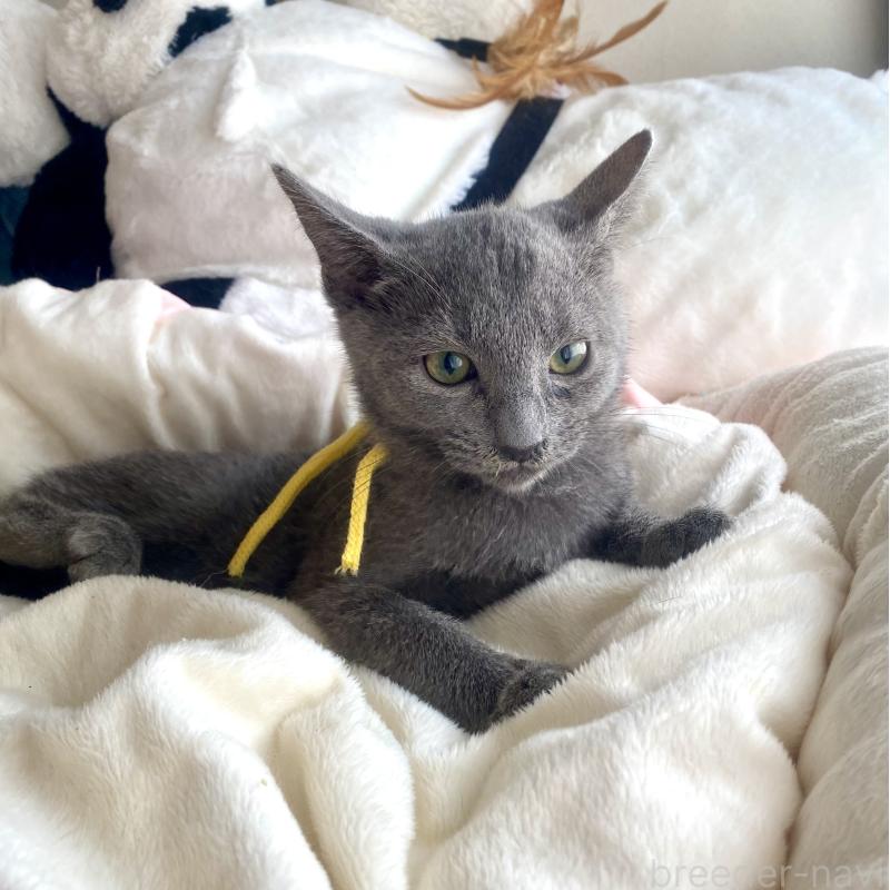 販売中の東京都のロシアンブルー-124534の34枚目