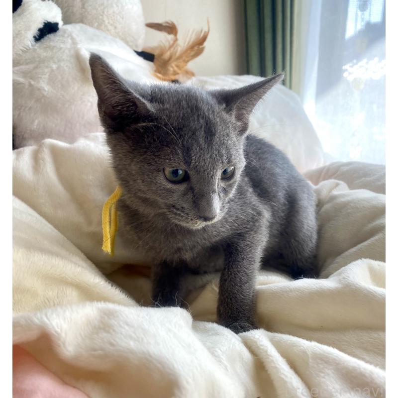 販売中の東京都のロシアンブルー-124534の33枚目