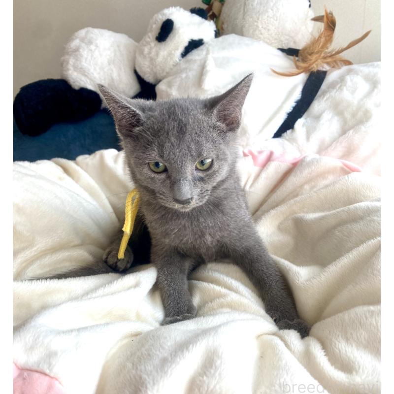 販売中の東京都のロシアンブルー-124534の32枚目