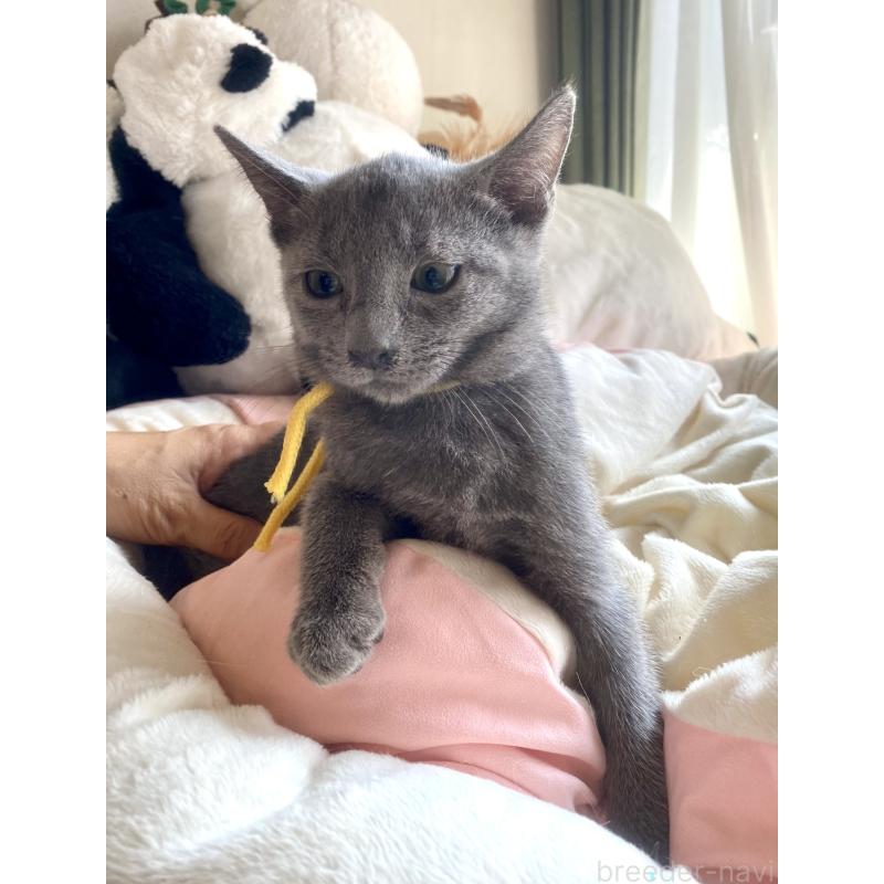 販売中の東京都のロシアンブルー-124534の31枚目