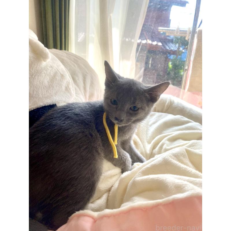 販売中の東京都のロシアンブルー-124534の30枚目