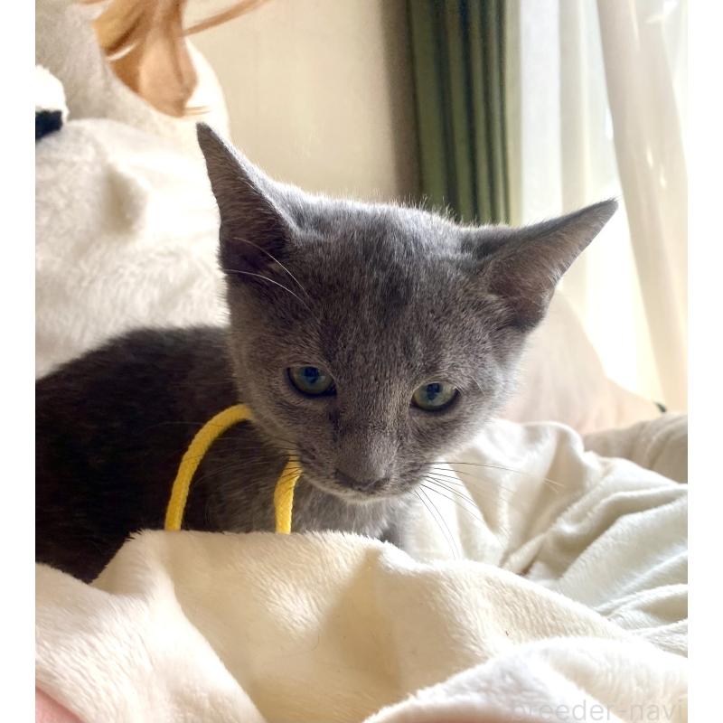 販売中の東京都のロシアンブルー-124534の29枚目