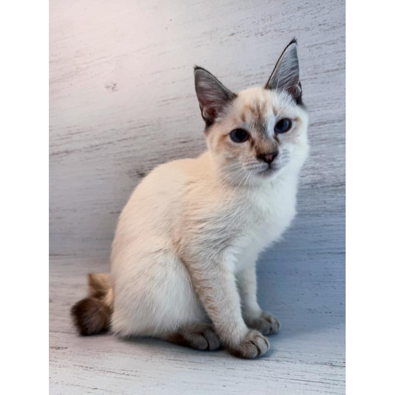 販売中の長野県のトイボブ-123007の6枚目