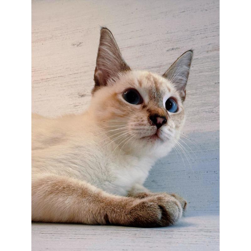 販売中の長野県のトイボブ-123007の5枚目