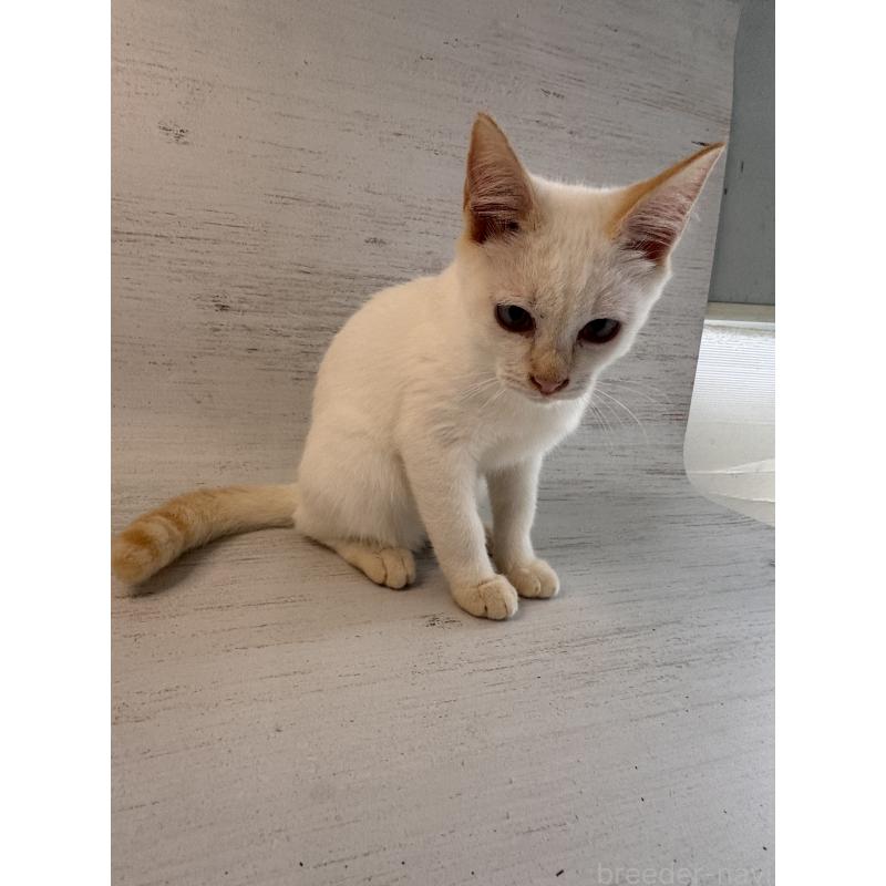 販売中の長野県のトイボブ-123008の9枚目