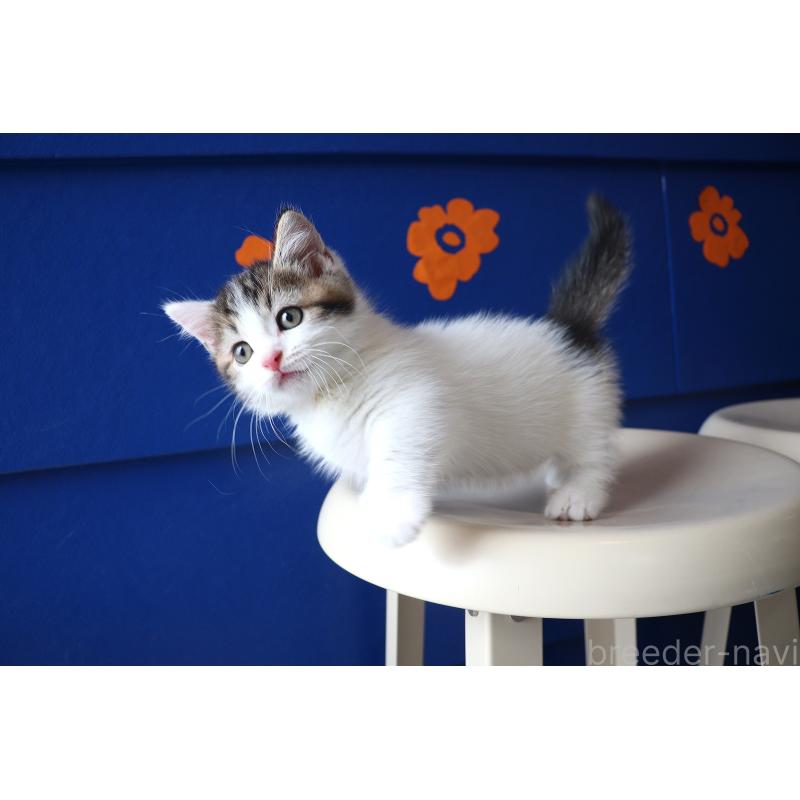 販売中の大阪府のマンチカン(短足)-127372の16枚目