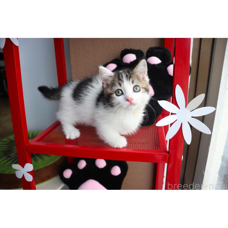 販売中の大阪府のマンチカン(短足)-127372の15枚目