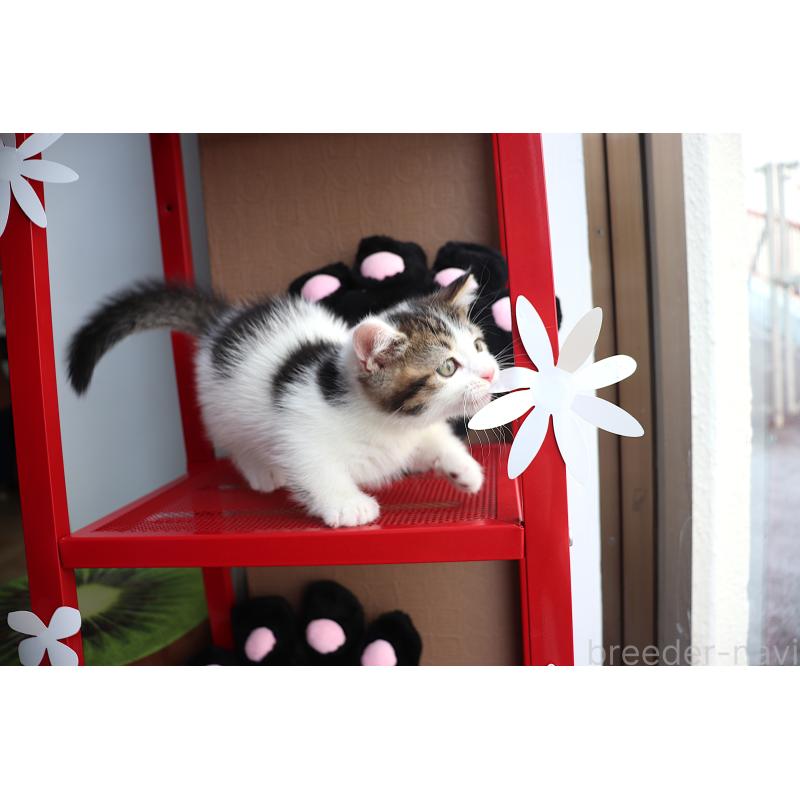 販売中の大阪府のマンチカン(短足)-127372の14枚目