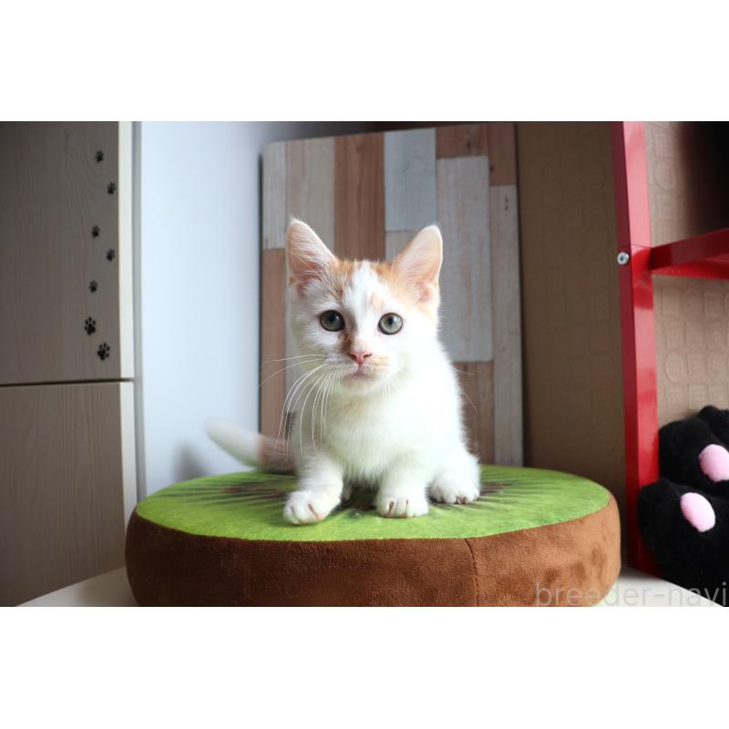 販売中の大阪府のマンチカン(短足)-123963の16枚目