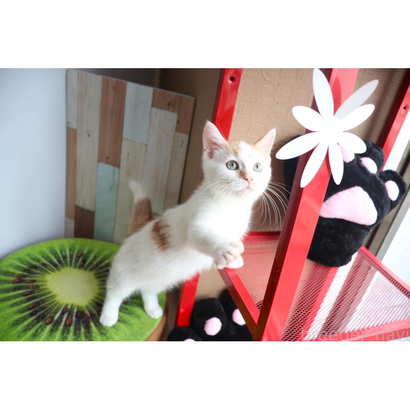 販売中の大阪府のマンチカン(短足)-123963の15枚目