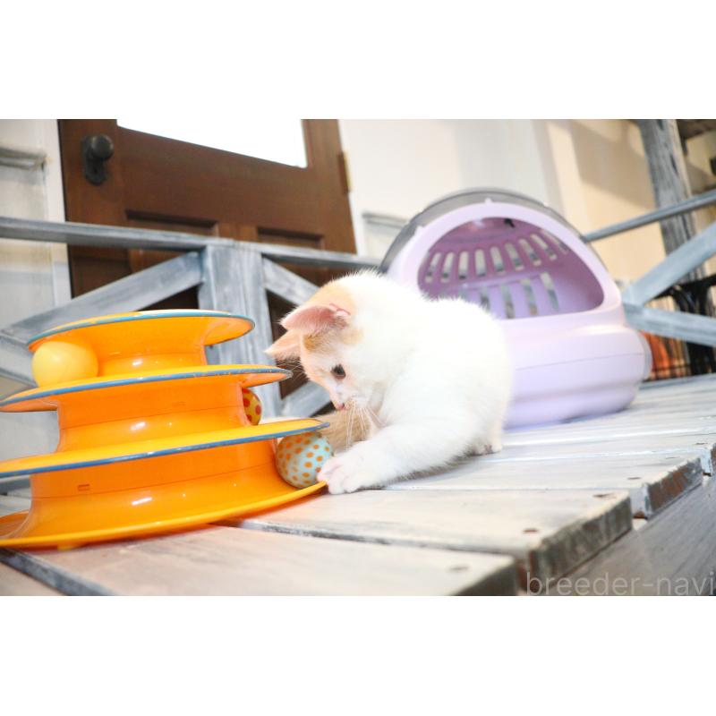 販売中の大阪府のマンチカン(短足)-123963の13枚目