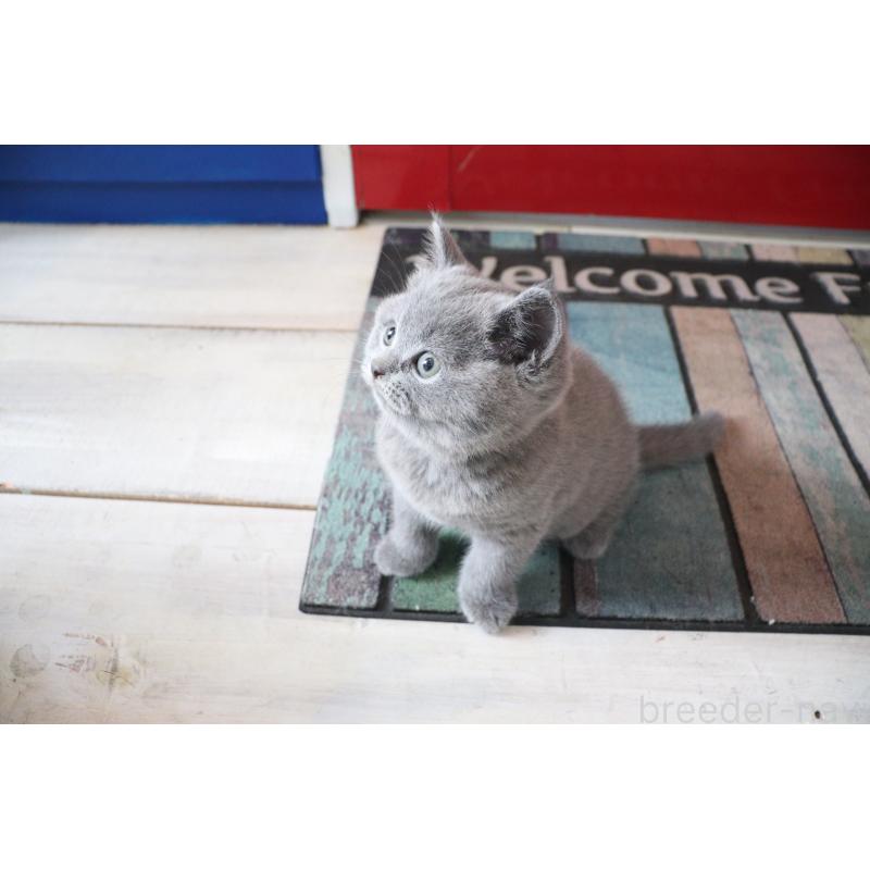 成約済の大阪府のブリティッシュショートヘア-127823の15枚目