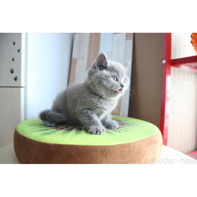 成約済の大阪府のブリティッシュショートヘア-127823の13枚目