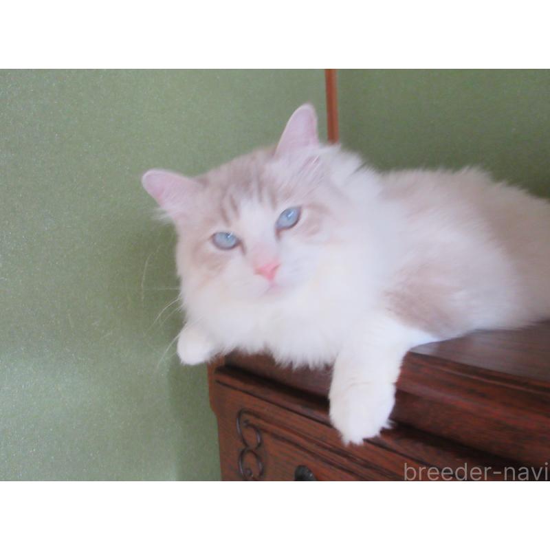 販売中の大分県のラグドール-100779の2枚目