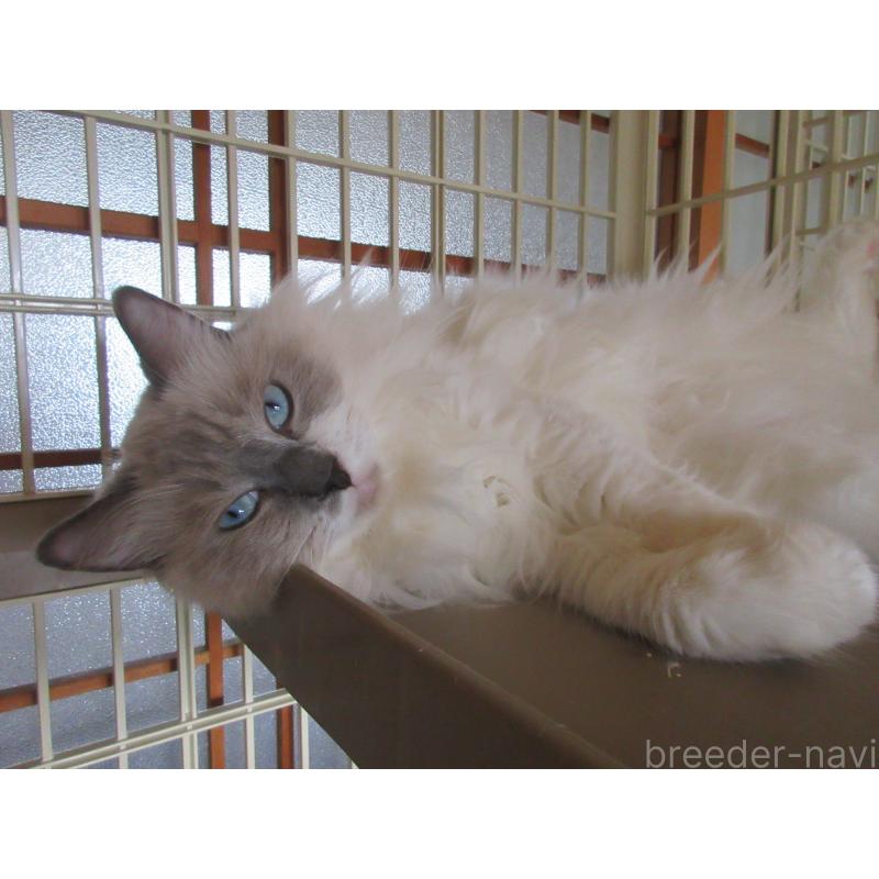 販売中の大分県のラグドール-66319の2枚目