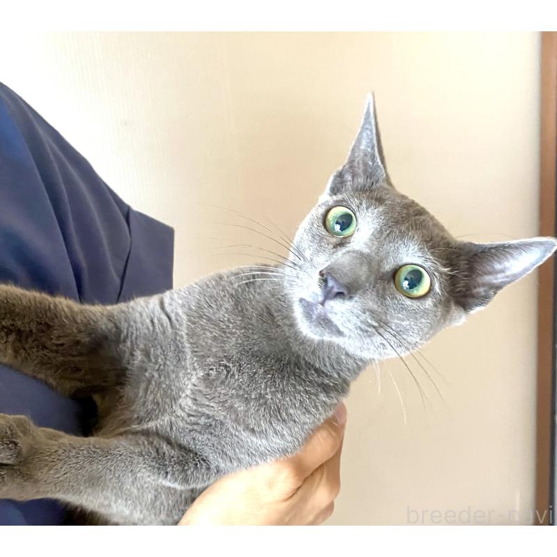 成約済の東京都のロシアンブルー-115786の18枚目