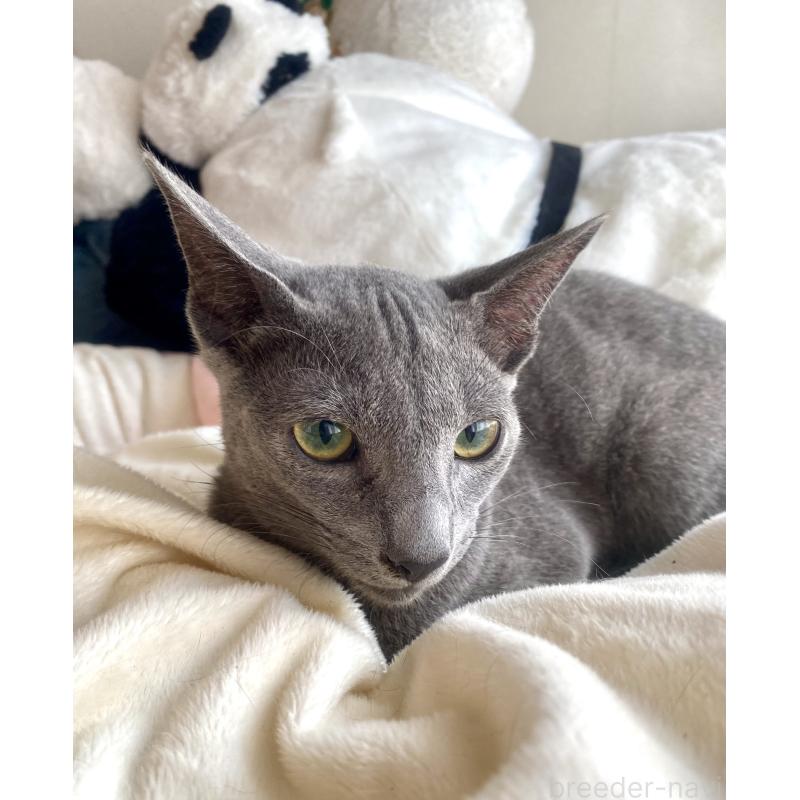 成約済の東京都のロシアンブルー-115786の17枚目