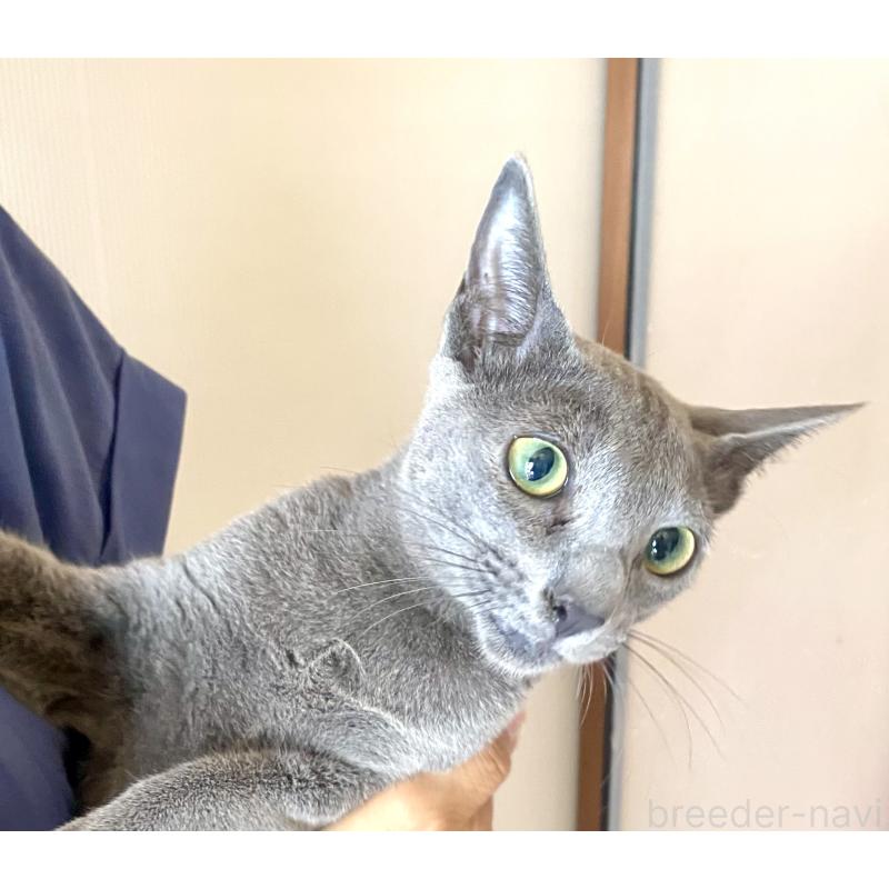 成約済の東京都のロシアンブルー-115786の16枚目