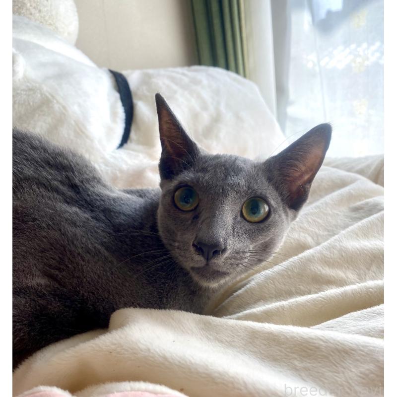 成約済の東京都のロシアンブルー-115786の15枚目