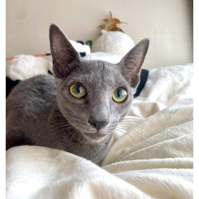 成約済の東京都のロシアンブルー-115786の14枚目