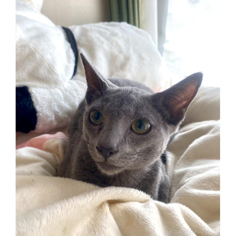 成約済の東京都のロシアンブルー-115786の13枚目