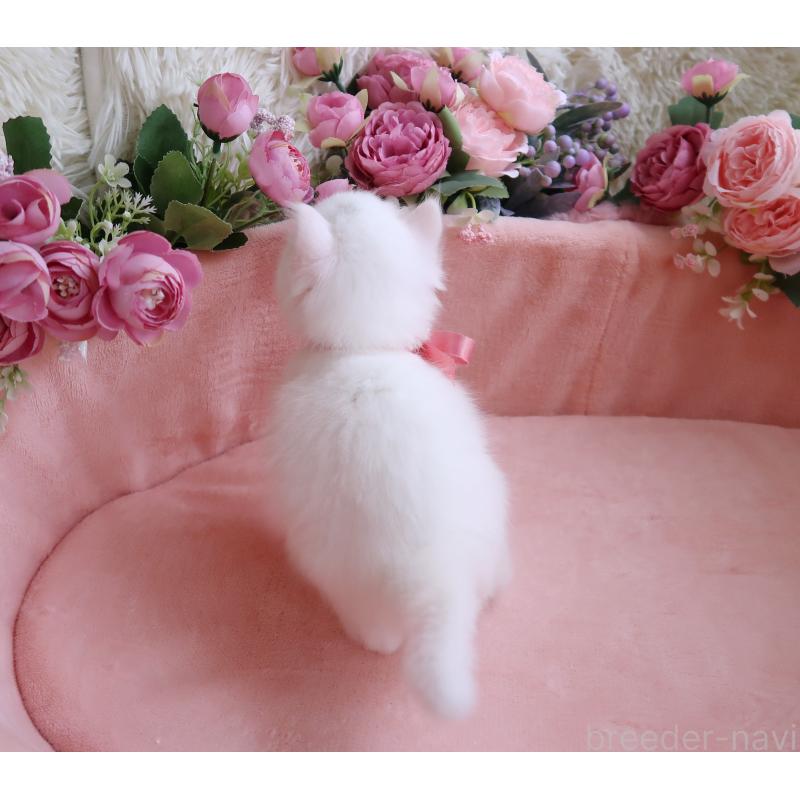 成約済の埼玉県のサイベリアン-128066の2枚目