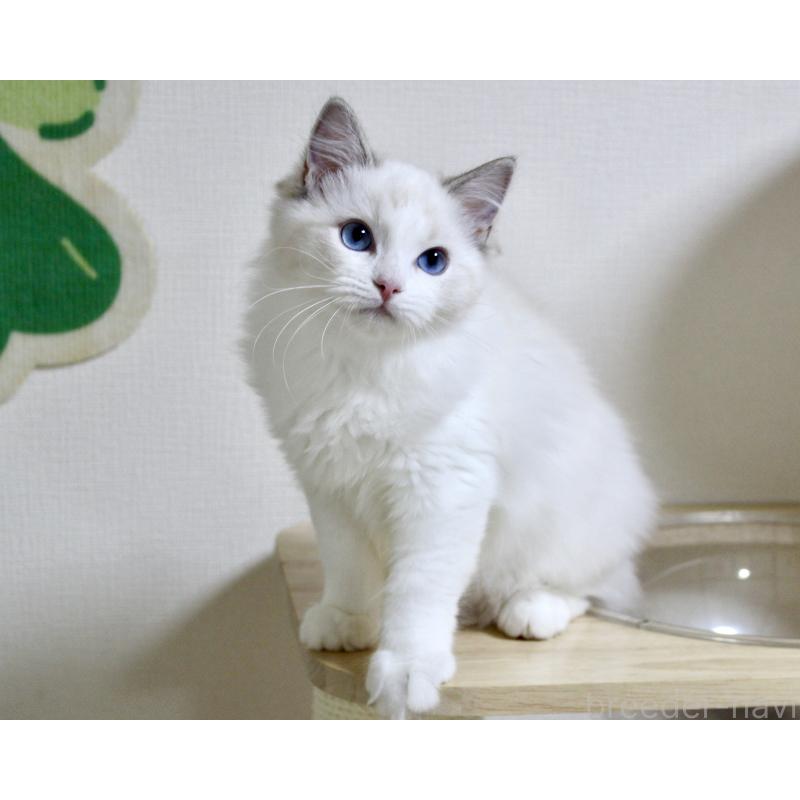 販売中の山梨県のラグドール-120017の10枚目