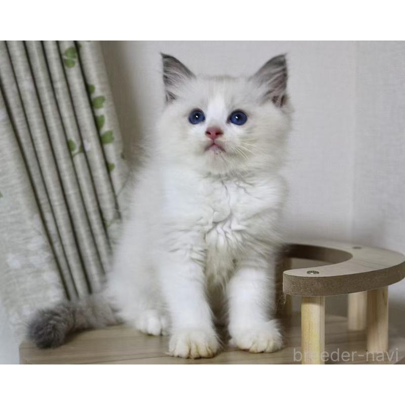 販売中の山梨県のラグドール-128444の4枚目