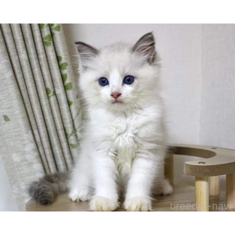 販売中の山梨県のラグドール-128444の2枚目