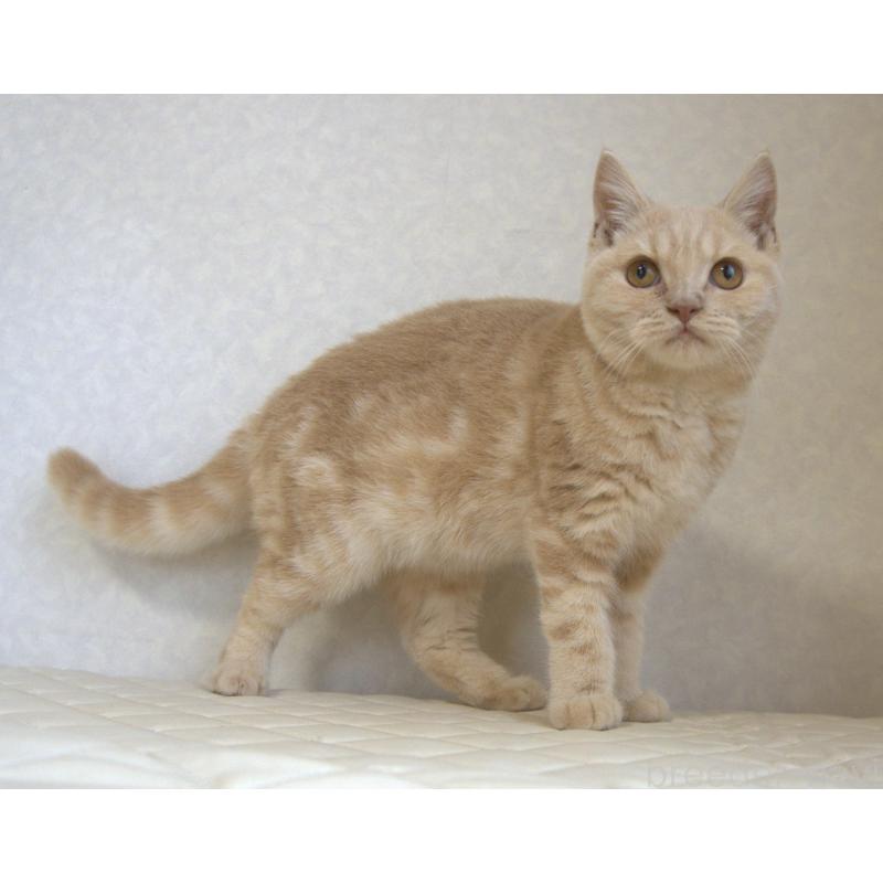 販売中の静岡県のブリティッシュショートヘア-116521の8枚目