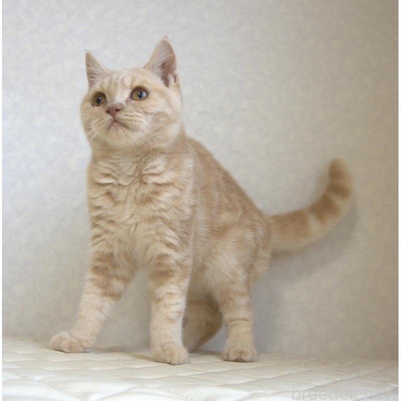 販売中の静岡県のブリティッシュショートヘア-116521の6枚目