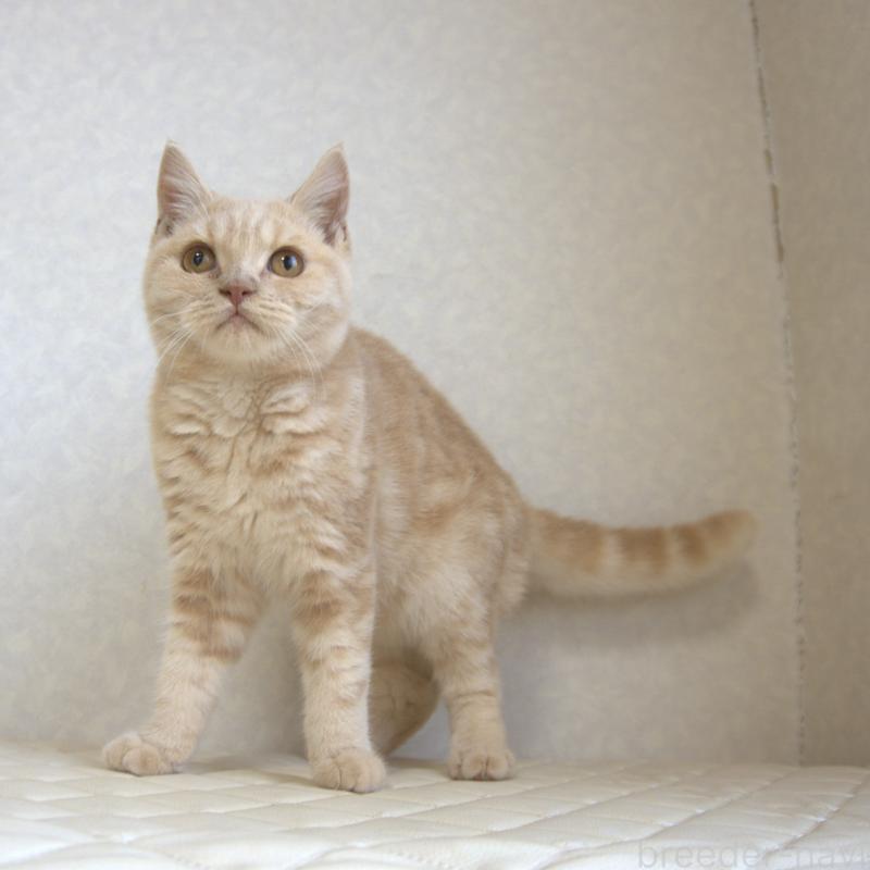 販売中の静岡県のブリティッシュショートヘア-116521の5枚目