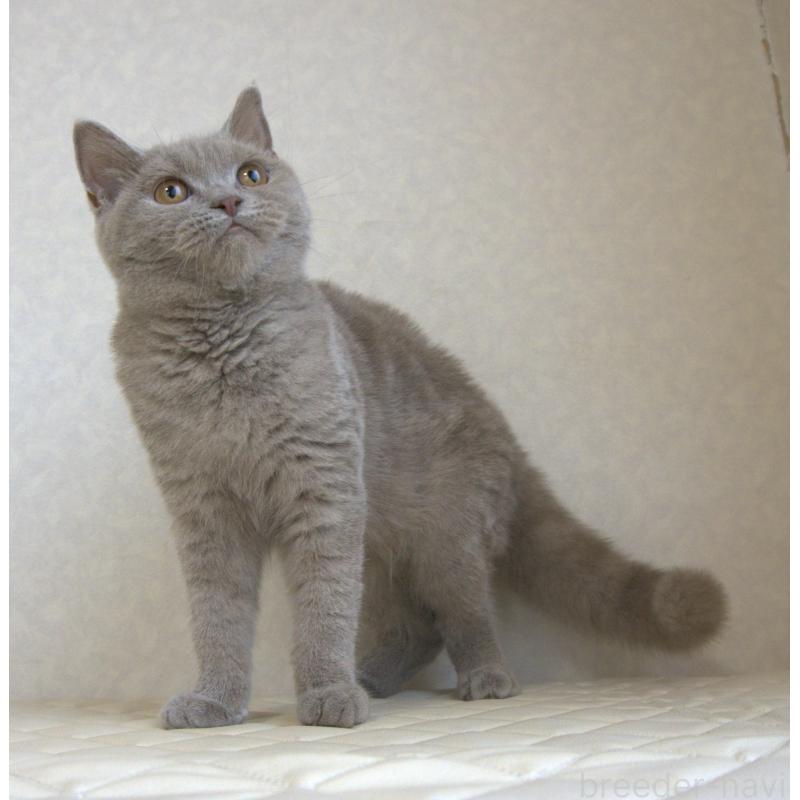 販売中の静岡県のブリティッシュショートヘア-116520の9枚目