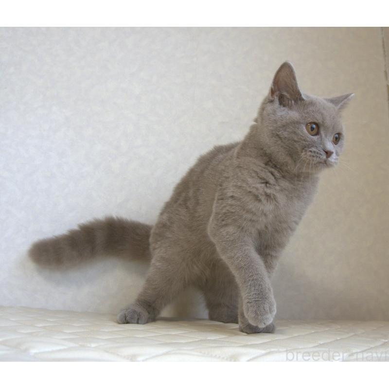 販売中の静岡県のブリティッシュショートヘア-116520の6枚目