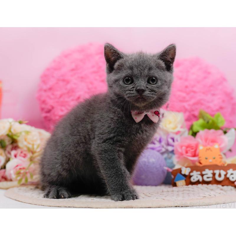 販売中の神奈川県のブリティッシュショートヘア-128603の14枚目