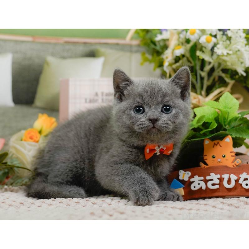 販売中の神奈川県のブリティッシュショートヘア-128602の15枚目