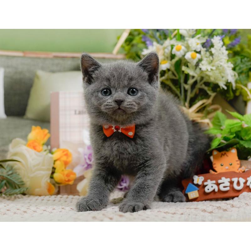 販売中の神奈川県のブリティッシュショートヘア-128602の9枚目
