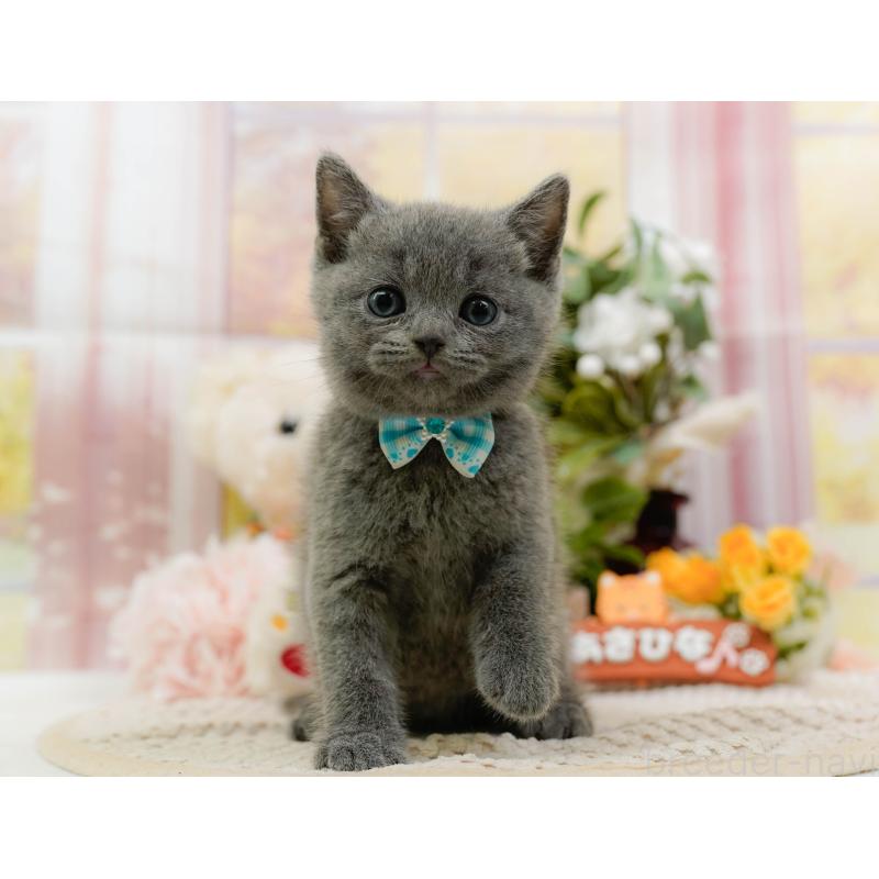 販売中の神奈川県のブリティッシュショートヘア-128604の14枚目
