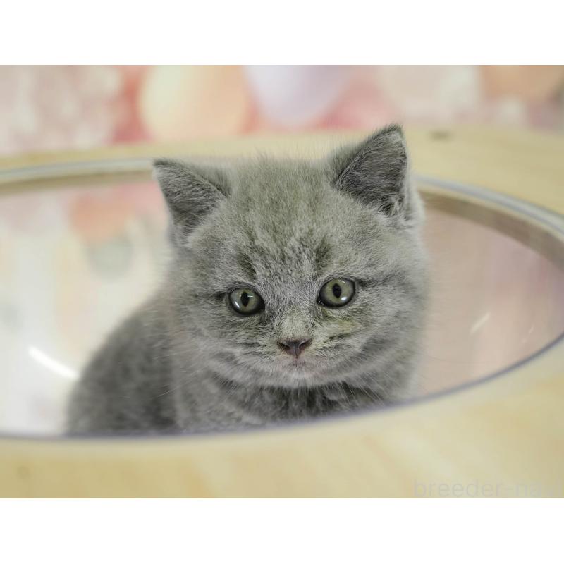 販売中の千葉県のブリティッシュショートヘア-128671の7枚目