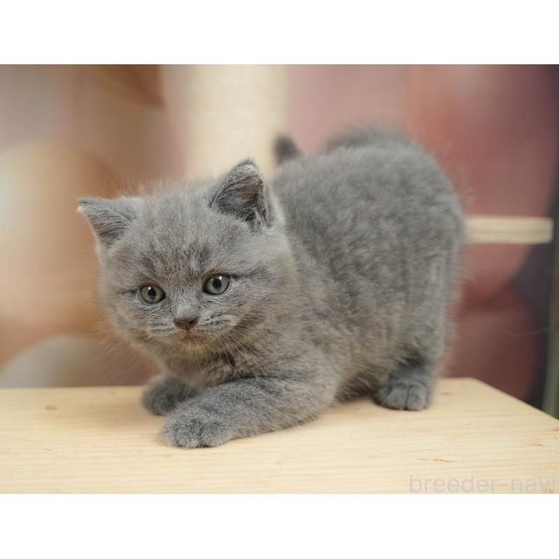 販売中の千葉県のブリティッシュショートヘア-128671の5枚目