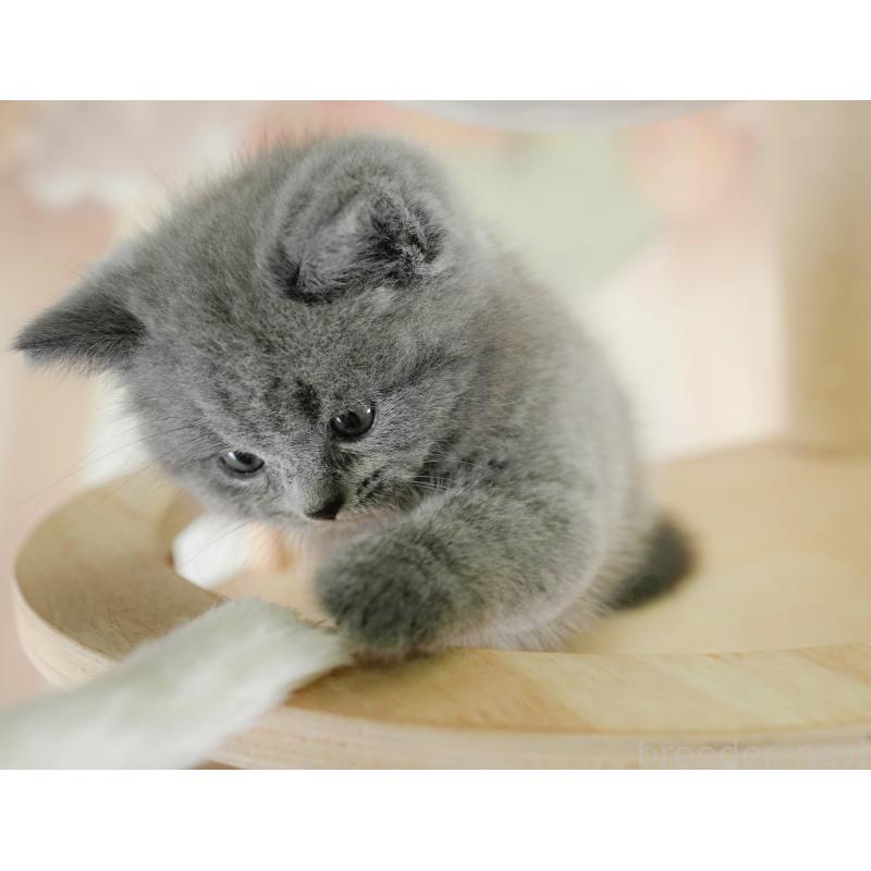 販売中の千葉県のブリティッシュショートヘア-128671の4枚目