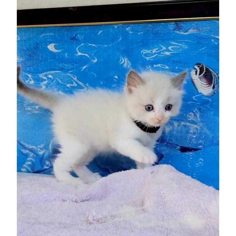 成約済の栃木県のラグドール-127489の2枚目