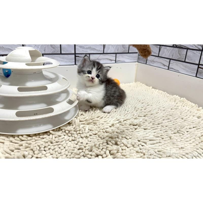 販売中の福岡県のマンチカン(短足)-128466の3枚目