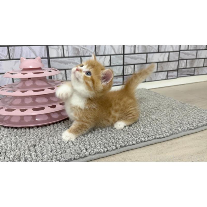 販売中の福岡県のマンチカン(短足)-128467の5枚目