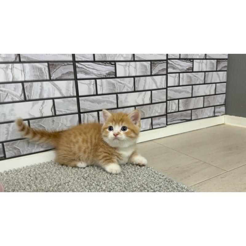 販売中の福岡県のマンチカン(短足)-128467の2枚目