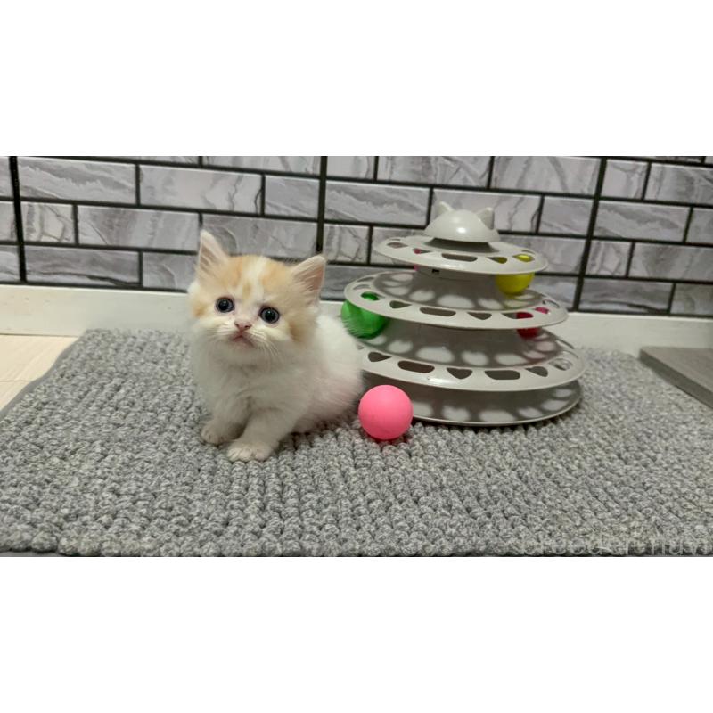 販売中の福岡県のマンチカン(短足)-128468の4枚目