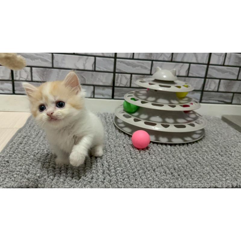 販売中の福岡県のマンチカン(短足)-128468の3枚目