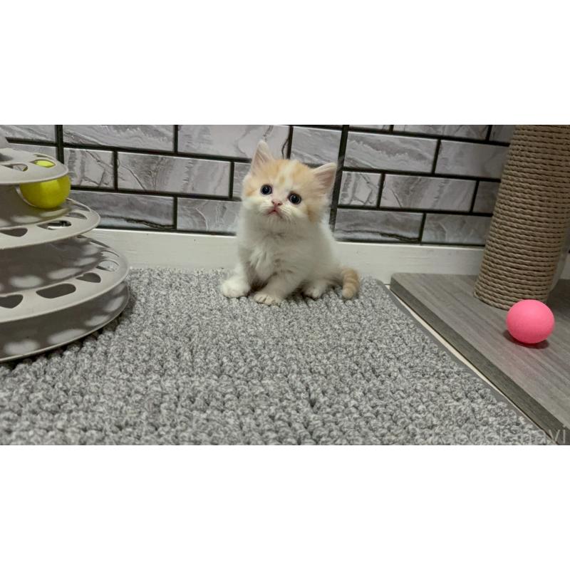 販売中の福岡県のマンチカン(短足)-128468の2枚目
